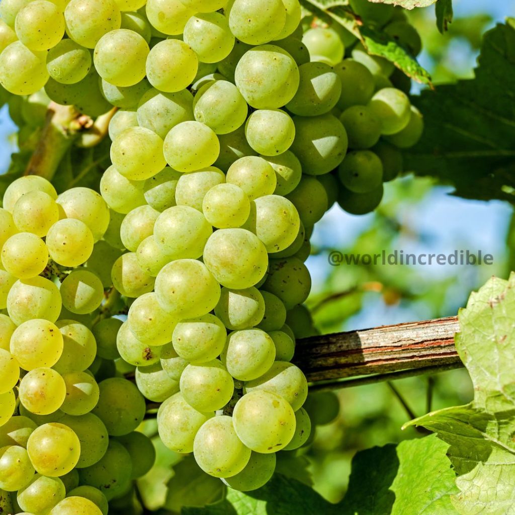Green Grapes Benefits